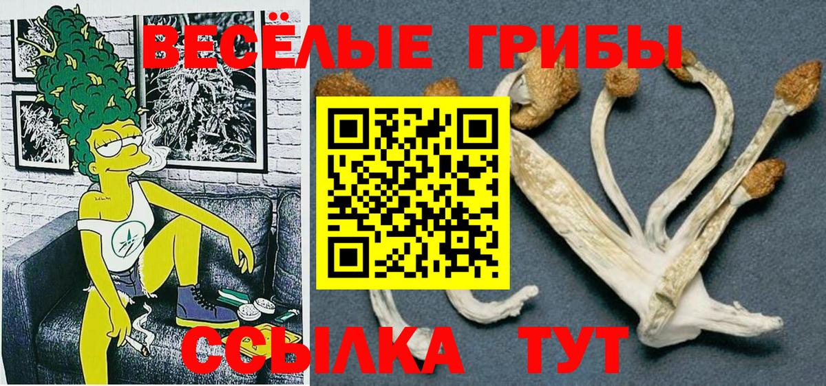 Псилоцибиновые грибы Psilocybe  как найти   Вход с VPN  Клинцы  Галлюциногенные грибы мицелий 